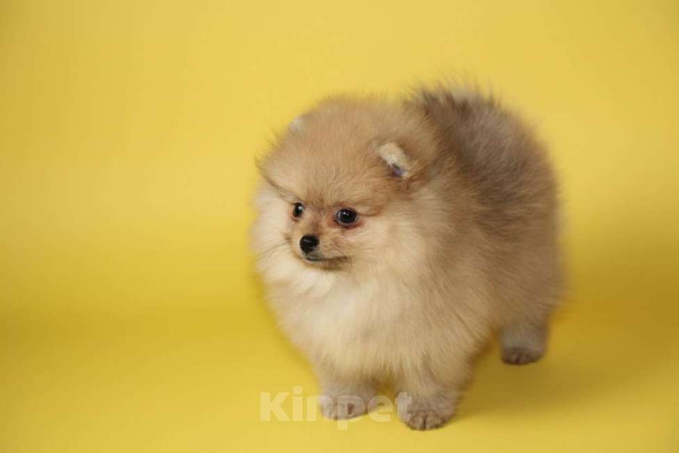 Собаки в Раменском: Девочка шпица Девочка, 50 000 руб. - фото 3