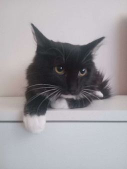 Кот мальчик примерно 7-8 месяцев 