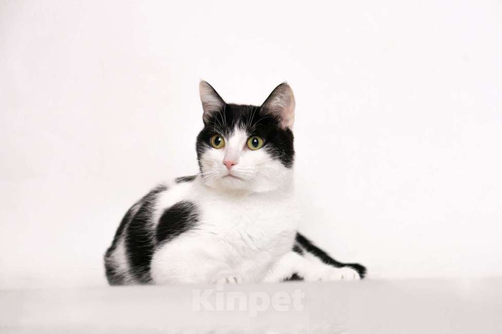 Кошки в Москве: Шахматная королева Нюша в добрые руки Девочка, Бесплатно - фото 6