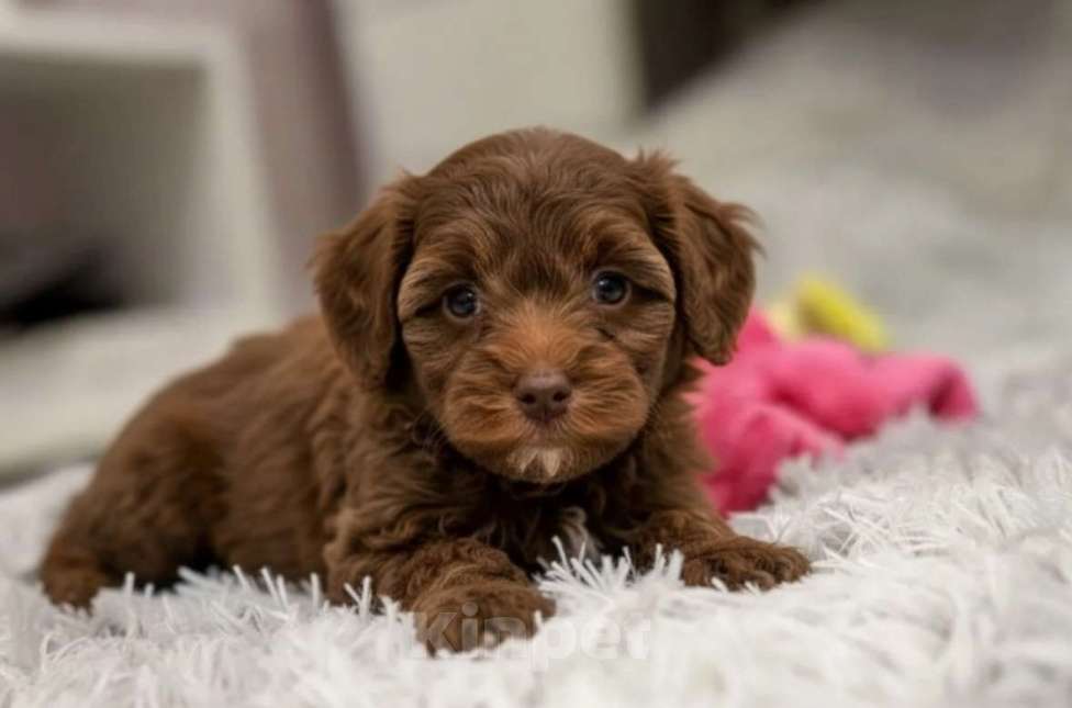 Собаки в Москве: Мальтипу F1 премиум мини Корея Девочка, 80 000 руб. - фото 1