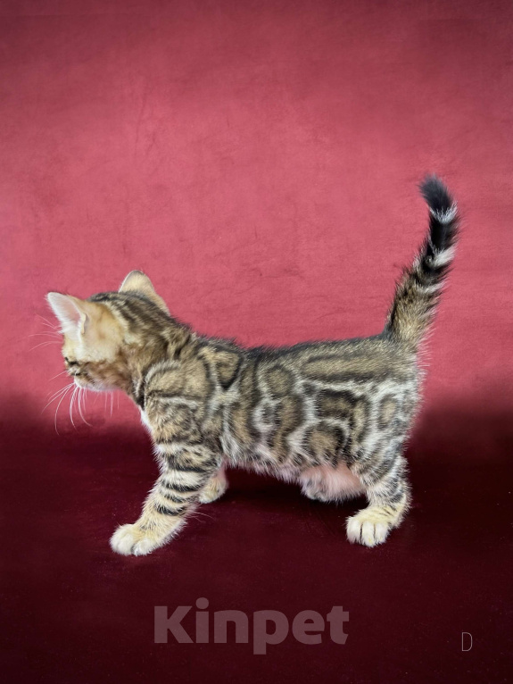 Кошки в Москве: Бенгальский котенок-девочка, питомник ABCats (WCF) Москва Девочка, Бесплатно - фото 3