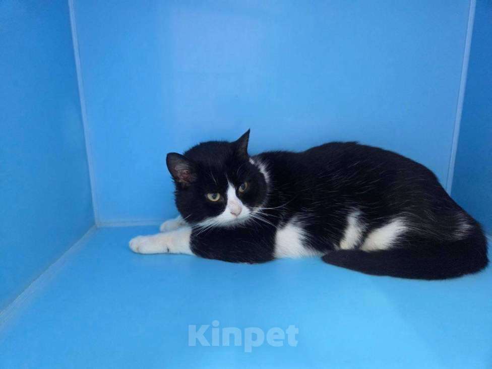 Кошки в Москве: Котик в добрые руки Мальчик, Бесплатно - фото 2