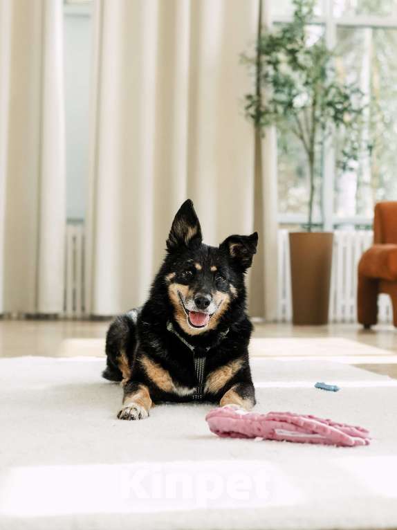 Собаки в Москве: Чудесный Байкал ищет дом Мальчик, Бесплатно - фото 2