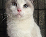 Кошки в Москве: Породистая кошечка под выпуск на улицу. Срочный поиск дома! Девочка, Бесплатно - фото 2