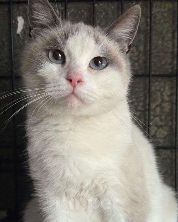 Кошки в Москве: Породистая кошечка под выпуск на улицу. Срочный поиск дома! Девочка, Бесплатно - фото 2