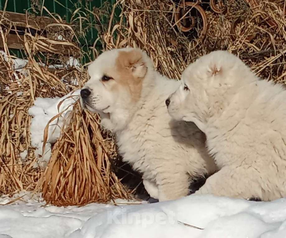 Собаки в Пскове: Среднеазиатская овчарка щенок алабай Мальчик, 60 000 руб. - фото 3