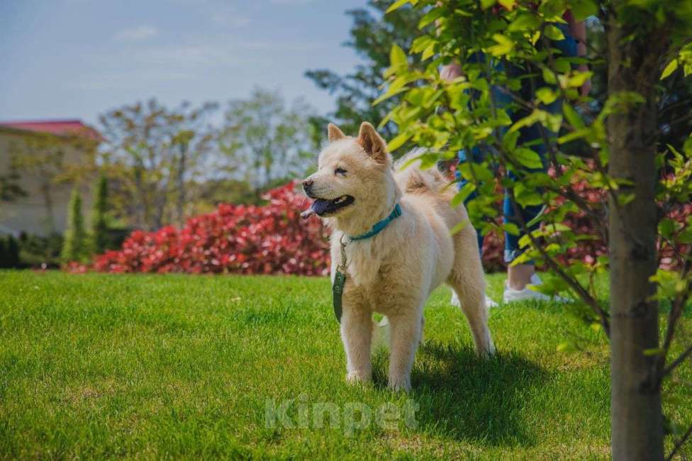 Собаки в Аксае: Волонтерская собака Мишель Чау-чау Девочка, 20 000 руб. - фото 6