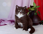Кошки в Санкт-Петербурге: Британский котик окраса шоколадный биколор Мальчик, 25 000 руб. - фото 4
