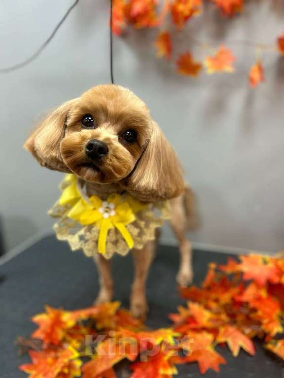 Собаки в Раменском: Мальтипу  Девочка, Бесплатно - фото 3