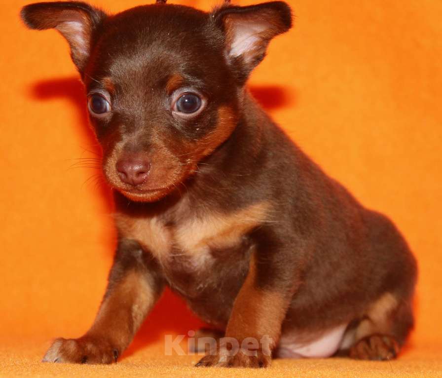 Собаки в Москве: продается щенок пражского крысарика Мальчик, 65 000 руб. - фото 1