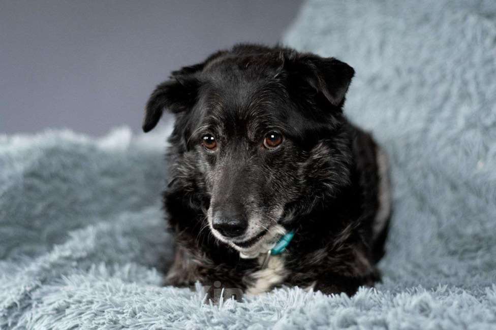 Собаки в Москве: Пушистый Дедуля мечтает стать домашним Мальчик, Бесплатно - фото 4