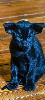 Ориентальный котёнок