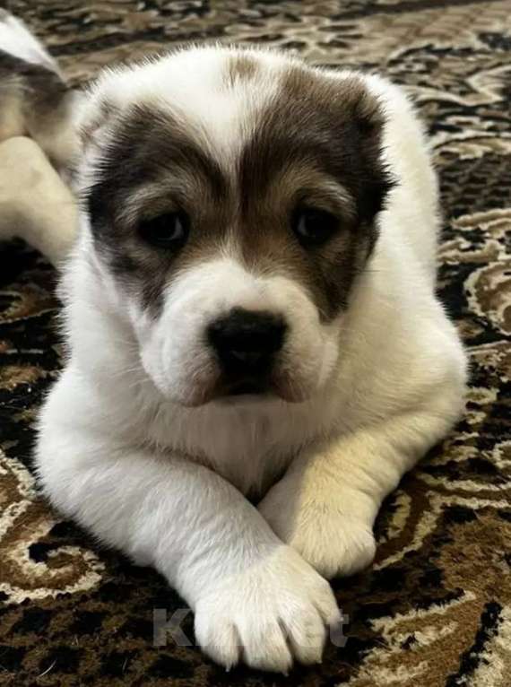 Собаки в других городах Нижегородской области: Щенок среднеазиатской овчарки ищет дом! Девочка, Бесплатно - фото 2