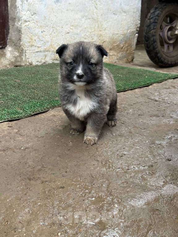 Собаки в других городах Крыма: Отдам 5 щенков в добрые руки Разнополые, Бесплатно - фото 8