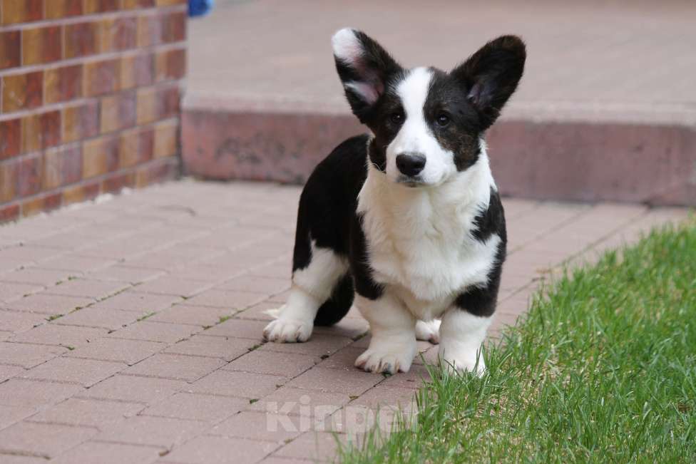 Собаки в Одинцово: Вельш Корги Кардиган Мальчик, Бесплатно - фото 1