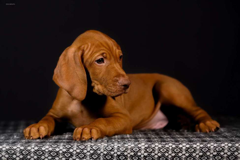 Собаки в Ярославле: Щенок . Венгерская легавая (выжла) Мальчик, 70 000 руб. - фото 3