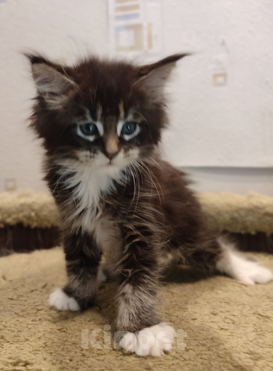 Кошки в Москве: Котенок мейн-кун Мальчик, 25 000 руб. - фото 2
