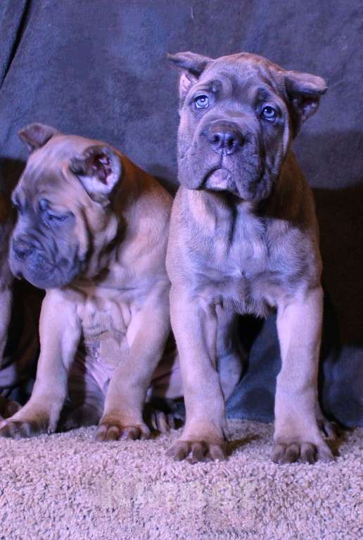 Собаки в Череповце: Мальчик  форментино и две девочки Мальчик, 70 000 руб. - фото 3