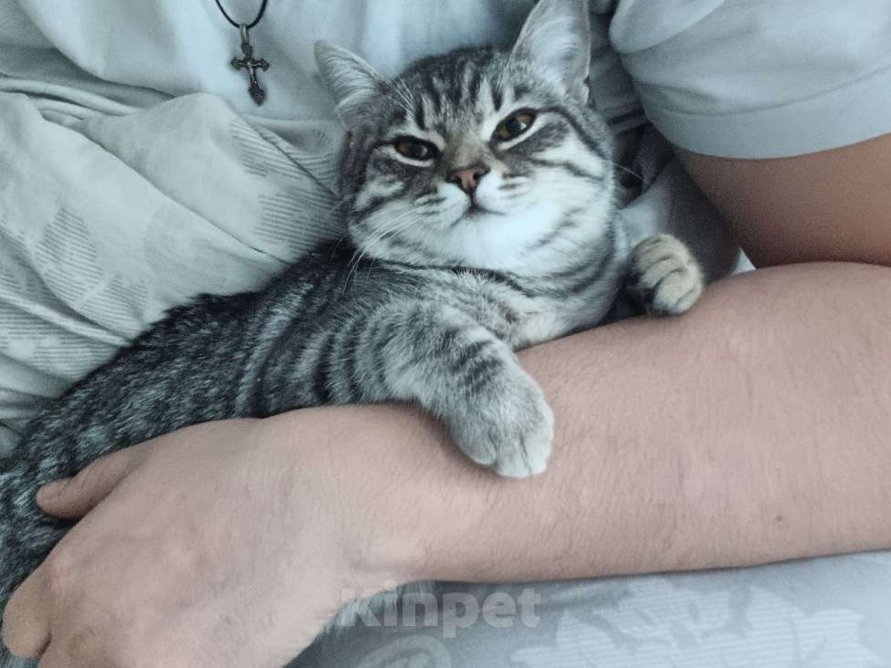 Кошки в Лабинске: Пропала кошка Девочка, 3 000 руб. - фото 3