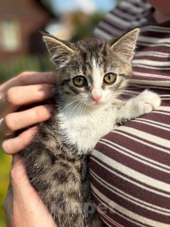 Кошки в Видном: Котёнок девочка ищет дом Девочка, Бесплатно - фото 1