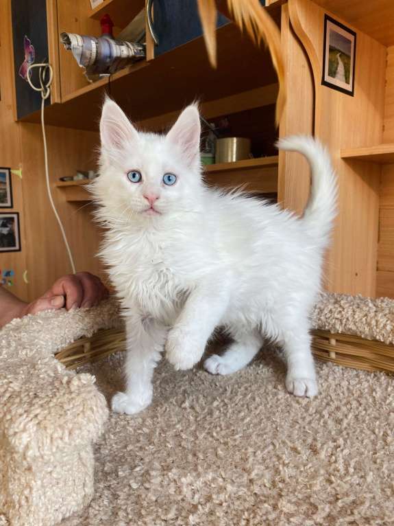 Кошки в Екатеринбурге: голубоглазый малыш Мальчик, 35 000 руб. - фото 1