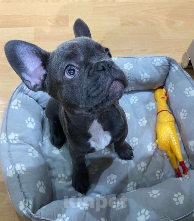 Собаки в Новочебоксарске: Щенок французского бульдога Голубой окрас Мальчик, 100 000 руб. - фото 5