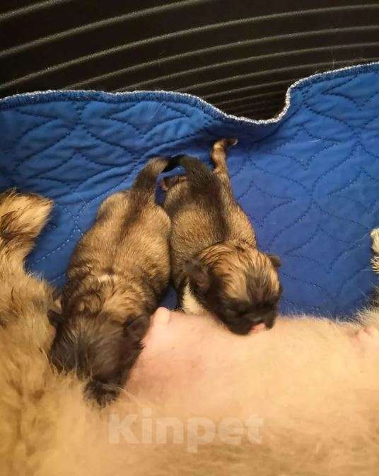 Собаки в Самаре: Щенки пекинеса и вязка с пекином Мальчик, Бесплатно - фото 3