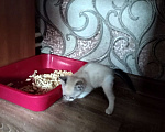 Кошки в других городах Московской области: Котята в добрые руки Разнополые, Бесплатно - фото 4