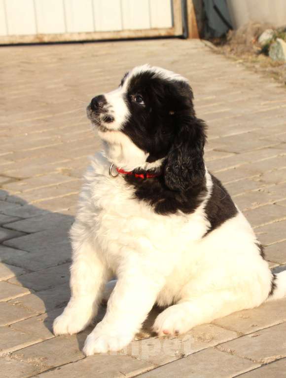 Собаки в других городах Московской области: Щенки Ландсира Девочка, Бесплатно - фото 3