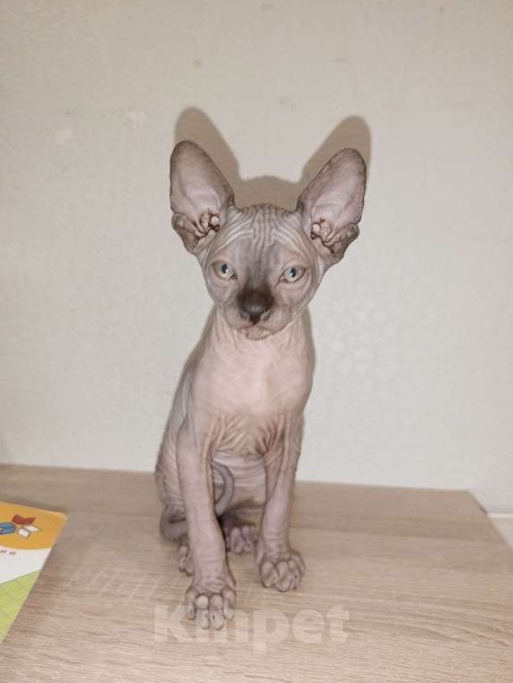 Кошки в Москве: Мальчик шоколад  Мальчик, 30 000 руб. - фото 6