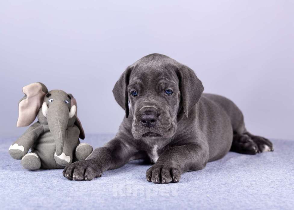Собаки в Нижнем Новгороде: Немецкий Дог Чемпион Моего Сердца (Зелёная лента) Мальчик, 100 000 руб. - фото 4