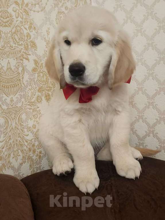 Собаки в Перми: Щенки золотистого ретривера Мальчик, 50 000 руб. - фото 4