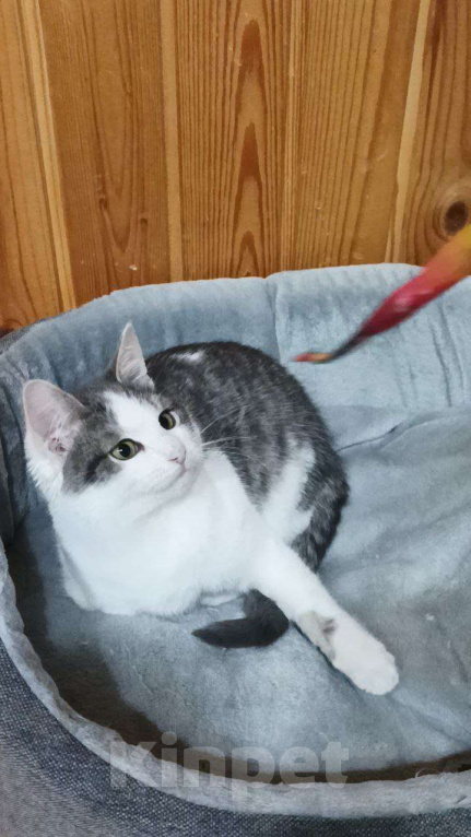 Кошки в Москве: Отдаю котика бесплатно Мальчик, Бесплатно - фото 1