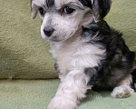 Собаки в Санкт-Петербурге: Серебристая крпсотка Девочка, 45 000 руб. - фото 5