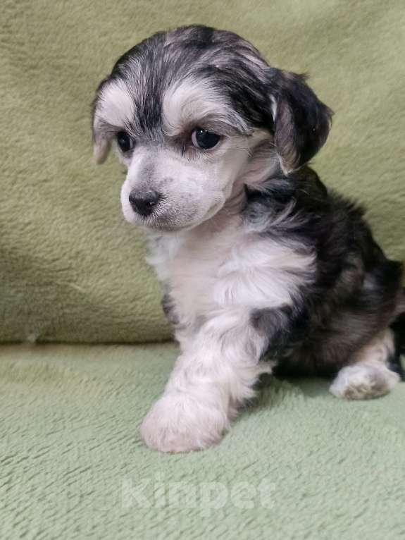 Собаки в Санкт-Петербурге: Серебристая крпсотка Девочка, 45 000 руб. - фото 5