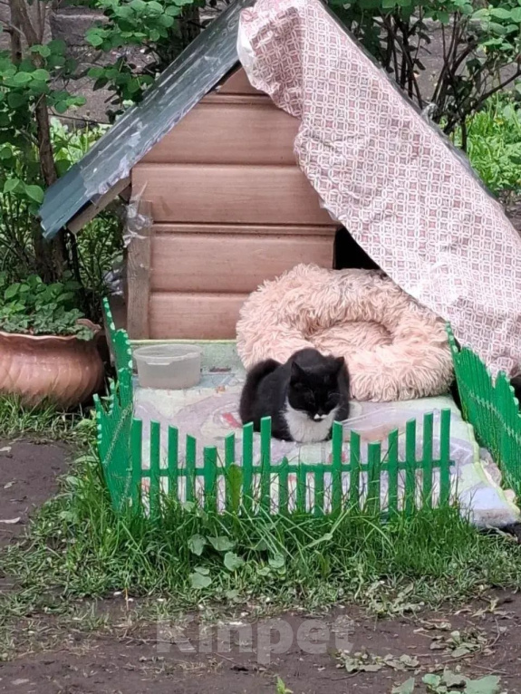 Кошки в Москве: Кошка Муся ищет дом Девочка, Бесплатно - фото 5