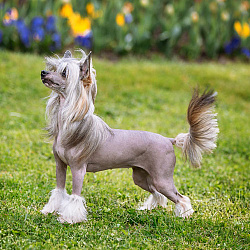 Китайская хохлатая собака