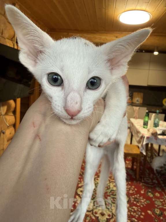 Кошки в Раменском: Ориентальный котенок  Мальчик, 70 000 руб. - фото 2