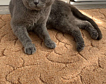 Кошки в Мелеузе: Вязка с шотландским вислоухим котом, 1 000 руб. - фото 1