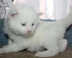 Кошки в Полярном Зоре: Котята из питомника, 10 000 руб. - фото 7