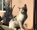 Кошки в Липецке: Маленький котик ищет дом Мальчик, Бесплатно - фото 6