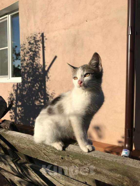 Кошки в Липецке: Маленький котик ищет дом Мальчик, Бесплатно - фото 6