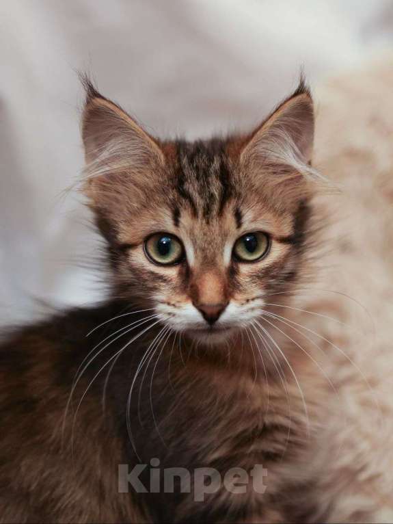 Кошки в Москве: Пушистый котенок в добрые руки  Девочка, Бесплатно - фото 3