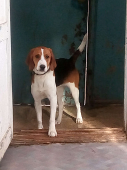 Потерялась (украдена) молодая эстонская гончая