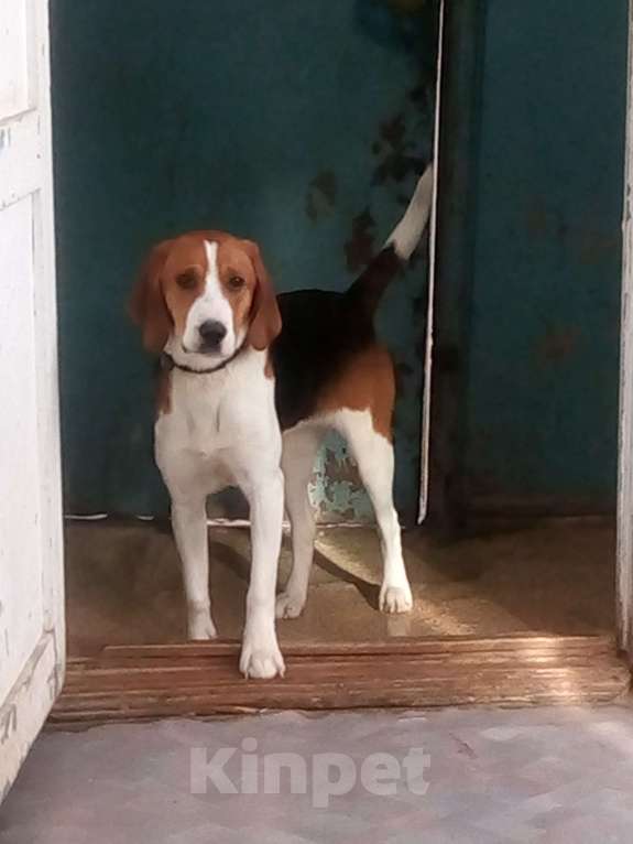 Собаки в других городах Кировской области: Потерялась (украдена) молодая эстонская гончая Девочка, 10 000 руб. - фото 1