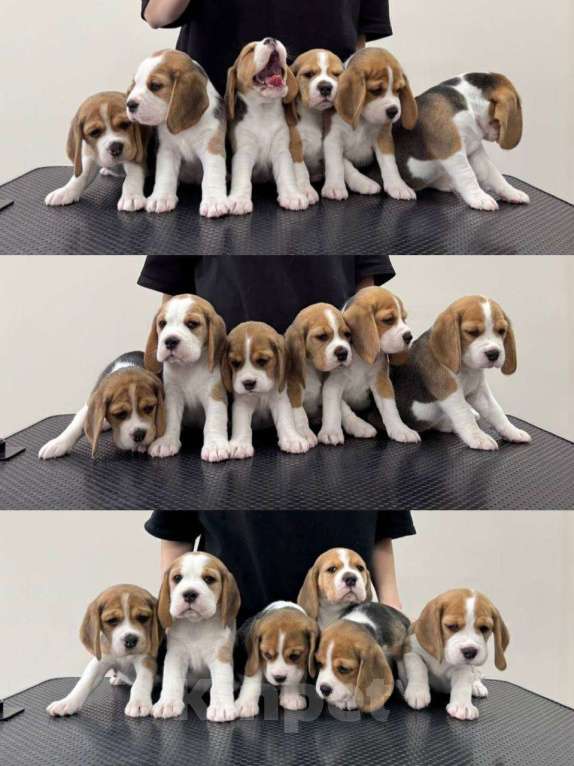 Собаки в Омске: Бигль щенки. РКФ Девочка, 50 000 руб. - фото 4