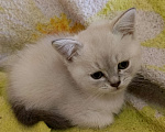 Кошки в Краснодаре: Шотландский прямоухий котёнок Мальчик, 12 000 руб. - фото 7