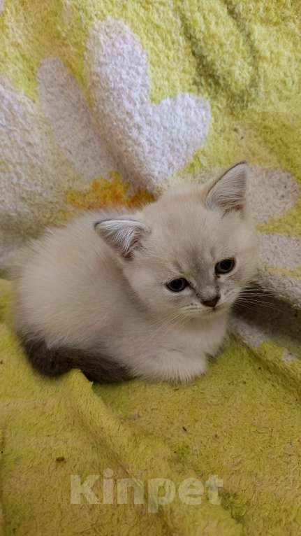 Кошки в Краснодаре: Шотландский прямоухий котёнок Мальчик, 12 000 руб. - фото 7