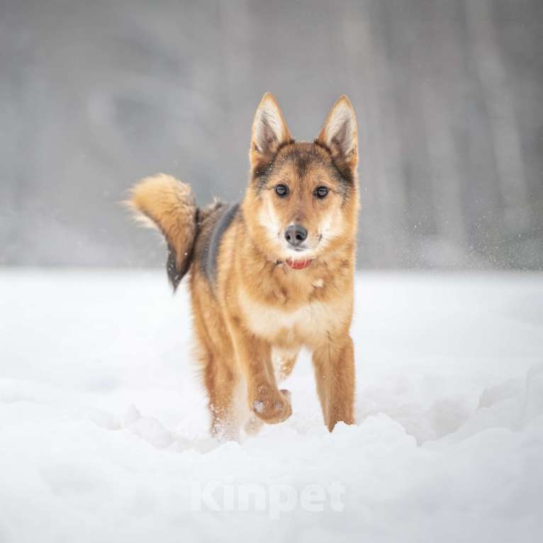 Кошки в Клине: Миндаль — милая карамельная очаровашка, которая ждёт своего Человека Девочка, Бесплатно - фото 3