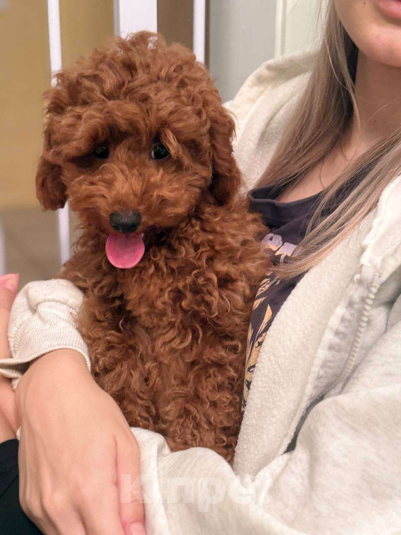 Собаки в Мытищах: Миниатюрный пудель Анто Мальчик, 55 000 руб. - фото 2